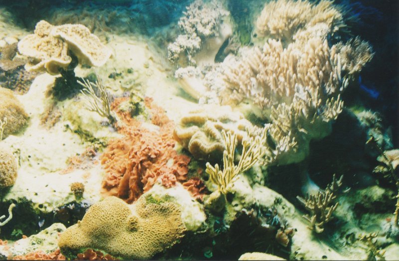 018-Coral Reef in the Aquarium.jpg